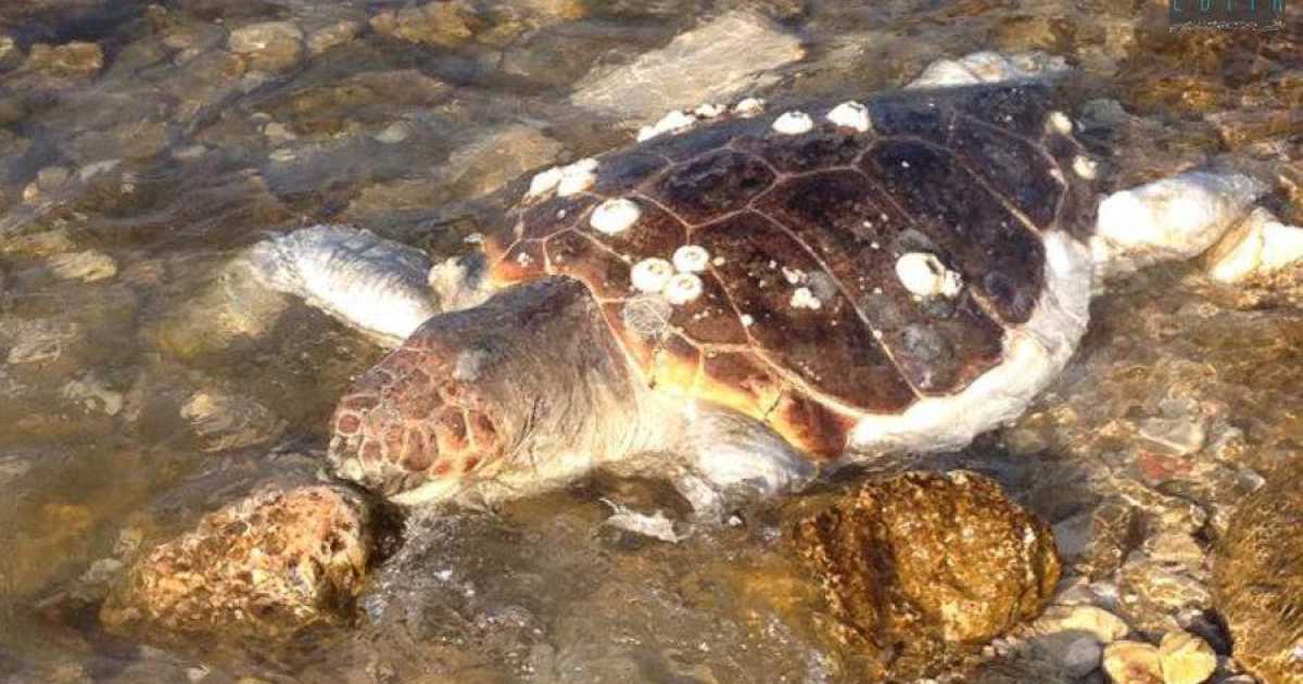 Pane e Pomodoro, ritrovata morta una grande tartaruga marina